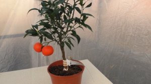 Клементин "Клеменруби" \ C. clementina "Clemenruby"