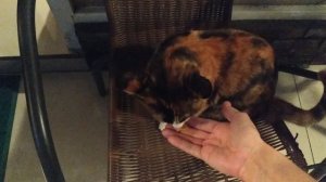 Киска и чипсы