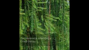 Лиственница кемфера Стиф Випер