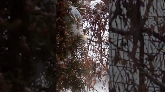 Атака воробьёв смотреть онлайн