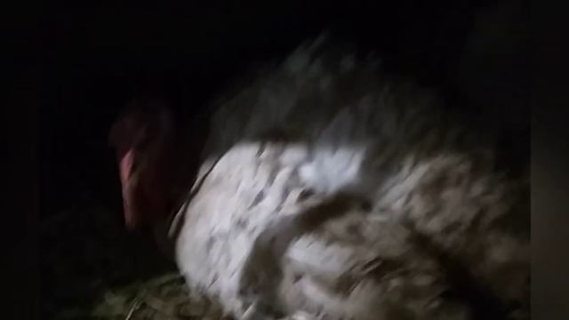 Индюк-наседка. Дневники 2020, 23 февраля. смотреть онлайн