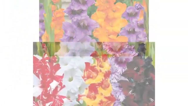 Glaïeul - Gladiolus смотреть онлайн