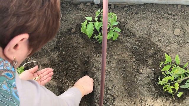 Как Вырастить  Кабачки рассадным способом