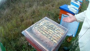 Обработка пчёл от клеща. Щавелевая кислота или бипин. Сравниваем эффективность!