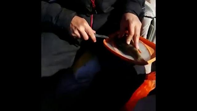 Разделка окуня! Гениально и быстро... смотреть онлайн