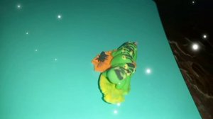 Таланты Краснолиманщины (выпуск № 1)