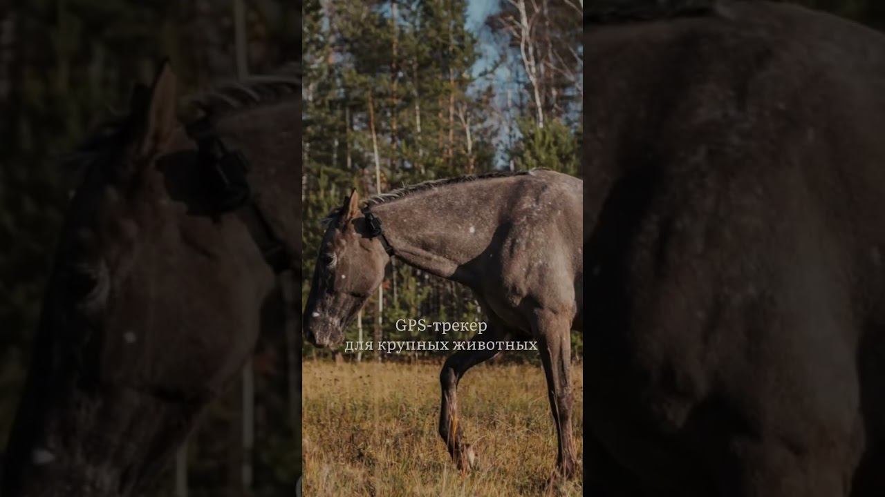 Помогаем не потерять самых крупных животных  Ищите на Wildberries: артикул 183791354 #gpsтрекер