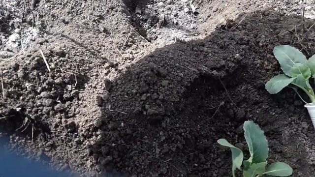 Цветная капуста. Посадка. Дача на Дальнем востоке смотреть онлайн