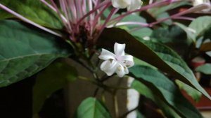 Клеродендрум Фейерверк. Clerodendrum quadriloculare