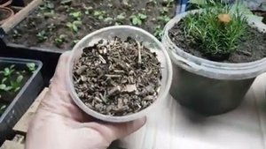 МШАНКА ЛЕНИВЫЙ ГАЗОН. мшанка шиловидная из семян. мшанка. рассада. посев на рассаду.mp4