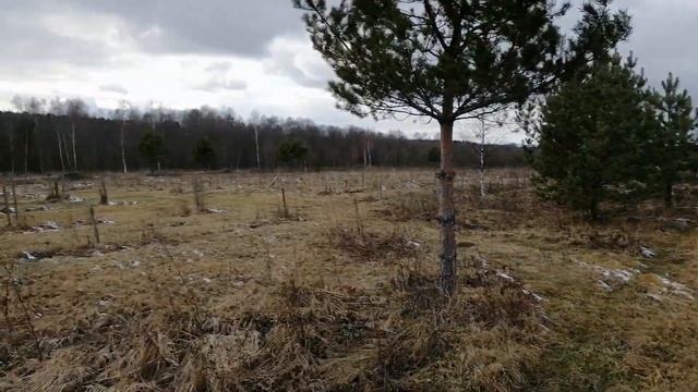 Сажаем дубы по краю участка (Тверская область, 2020) смотреть онлайн