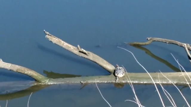 Речная черепаха, в Московской области! смотреть онлайн