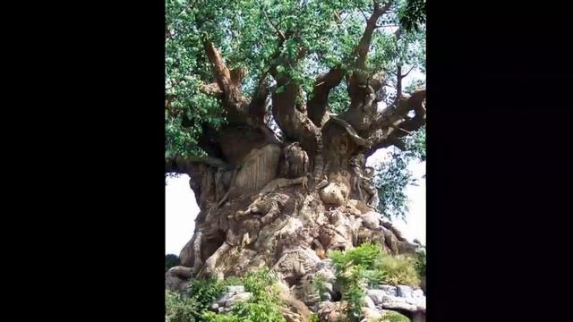 Чудеса Природы смотреть онлайн