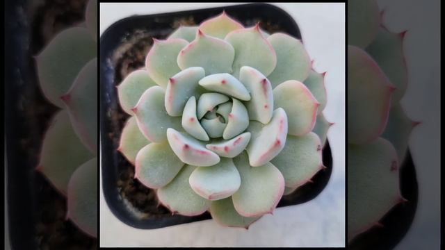Korean succulents смотреть онлайн