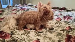 Йорки Голдаст