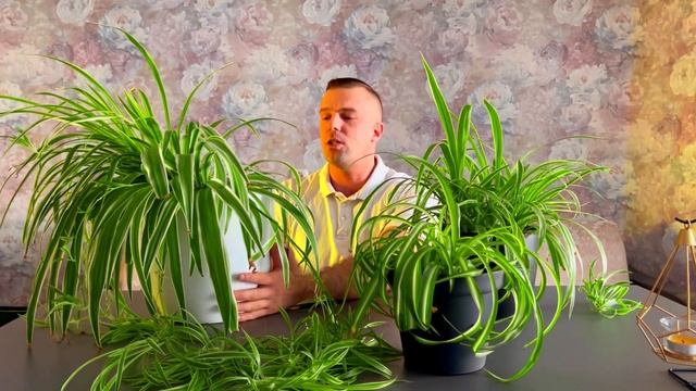 Мой Шикарный ХЛОРОФИТУМ. Содержание, Уход, Размножение.
