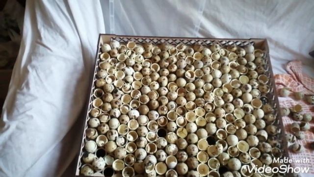 Супер лотки спасли ситуацию, вывод перепелов смотреть онлайн