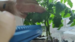 Томаты на балконе. Прививка- аблактировка на два корня супердетерминатного томата Красная Шапочка.