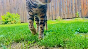 Бенгальский кот
