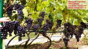 Виноград Атаман Павлюк- чудесно держит нагрузку и долго хранится  зимой