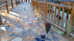 РОЗОВЫЙ голубь существует. Веселая прогулка в парке. КОРМЛЕНИЕ  животных.Редкая порода голубей.