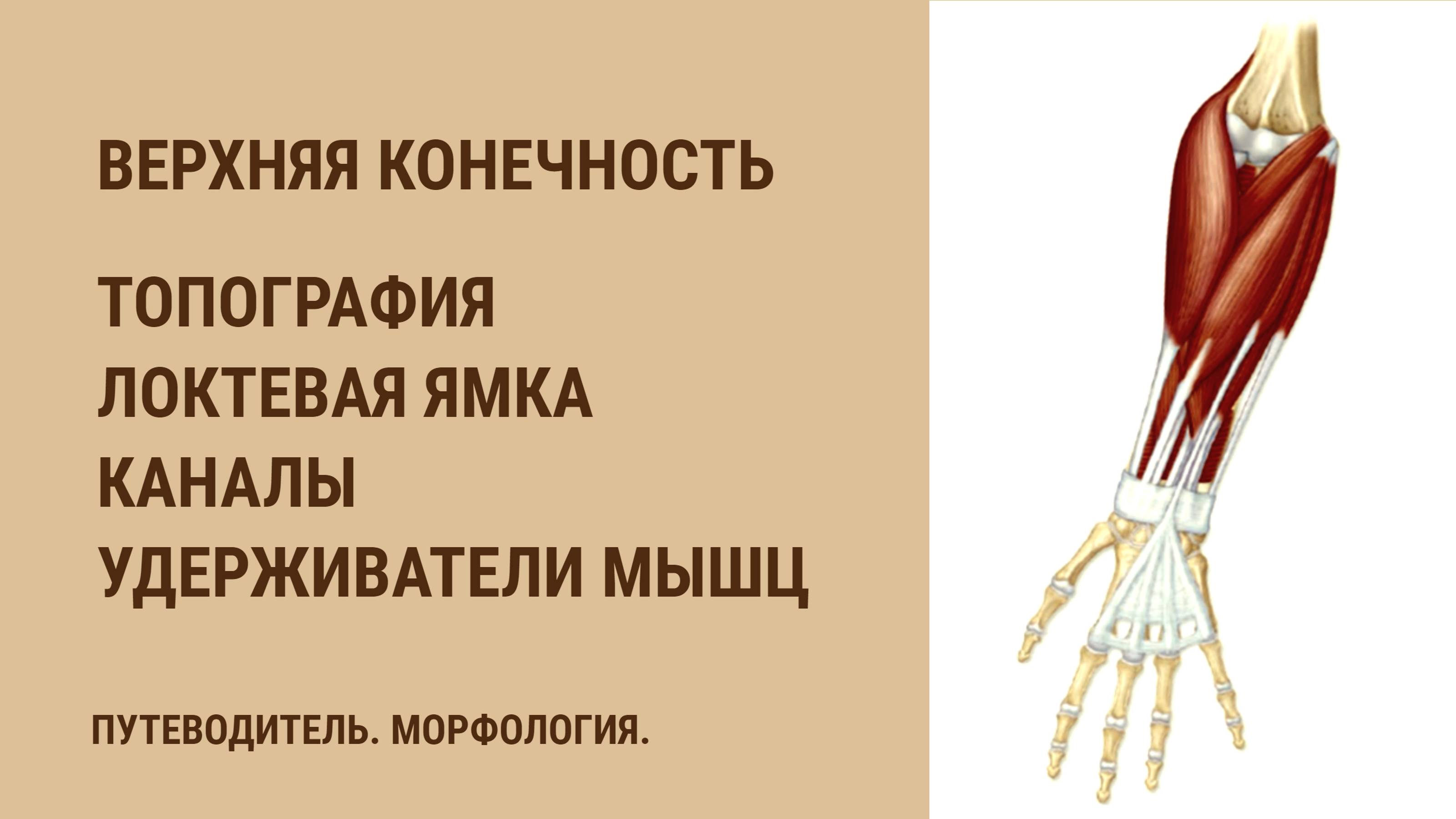 Топография верхней конечности. Локтевая ямка. Каналы.  Удерживатели мышц.