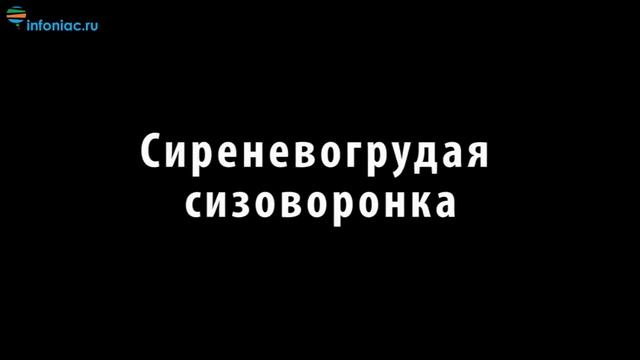 10 самых необычных птиц, о которых вы, возможно, не слышали - Часть 1