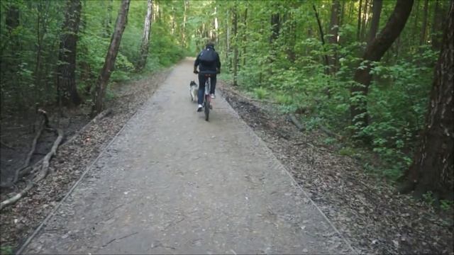 Велопрогулка с Хаски смотреть онлайн