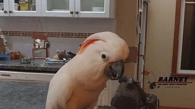 Ana records a game with Barney and the Dino Car 🚙 🧡 смотреть онлайн