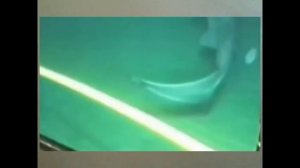 АКУЛА С НАСЛАЖДЕНИЕМ РВЁТ ПОДВОДНЫЙ КАБЕЛЬ