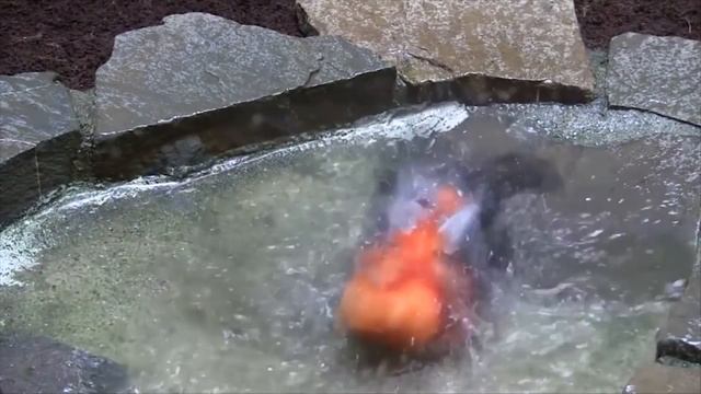 10 Необычных Птиц, в Существование Которых Сложно Поверить