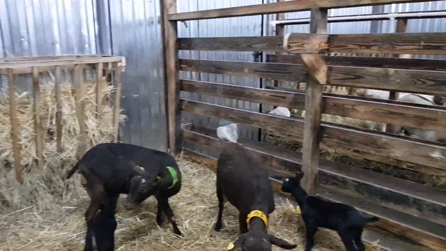 Испанские Козы. Мурсианы Гранадина, в хозяйстве ООО Агротехника. смотреть онлайн