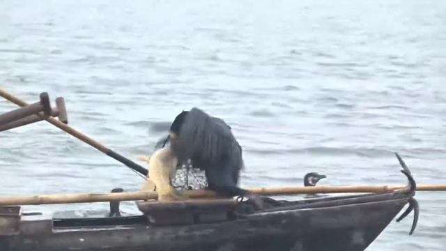 11. 110 бакланов ловят крупную рыбу, которую не сосчитать смотреть онлайн