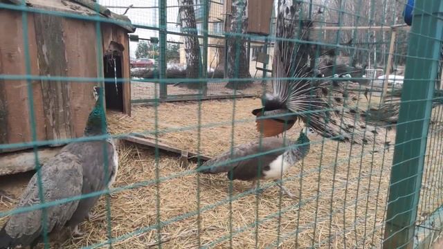 Юркая форель | Рыбалка весной 2023 смотреть онлайн