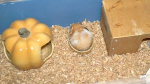 Размер клетки для сирийского и джунгарского хомяка. Клетка для хомяка - как выбрать?