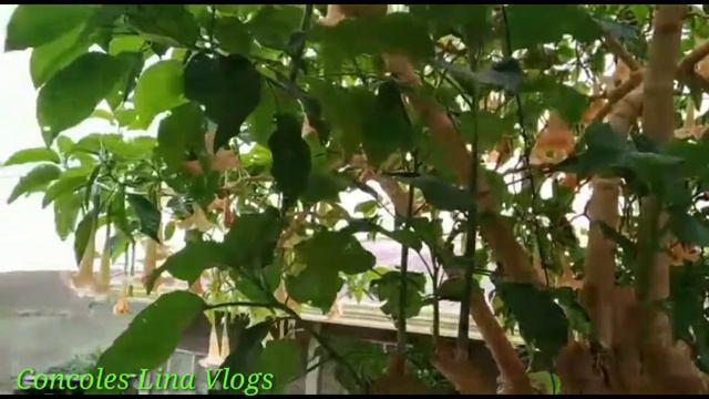 Angel's Trumpet Flowers (Brugmansia versicolor) in full bloom #brugmansiaflower смотреть онлайн