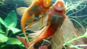 Анциструсы супер ред.