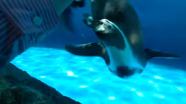 Пингвин отжигает!! смотреть онлайн