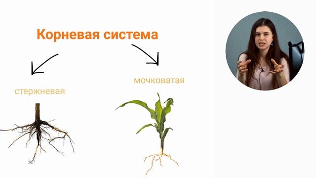 Корень смотреть онлайн