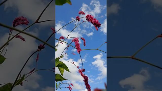 Цветы,очень разные вокруг,стоит посмотреть.Вдохновениелетом#summer#plants#flowers#beauty#nature#sky