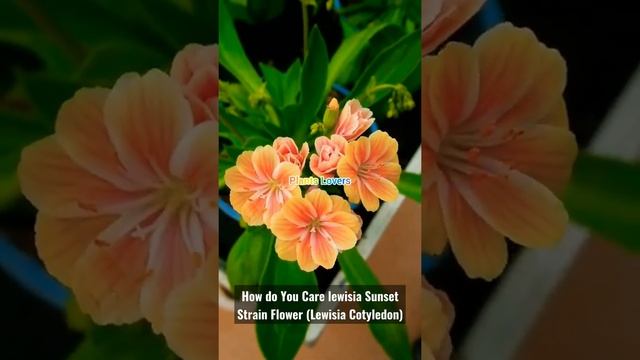 1 How do You Care lewisia Sunset Strain Flower (Lewisia Cotyledon) #gardeninglife #shorts #growing