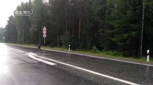 Медвежата на Серовском тракте