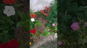 Обзор клумбы с однолетниками. 31 июля 2022 г.