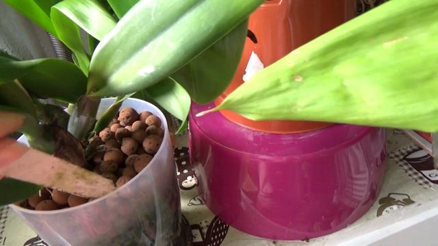 Orchid Update - Orchids from MissOrchidGirl, Rachel and Corina смотреть онлайн