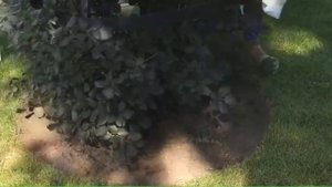 Приствольный круг из пластикового бордюра ГЕОБОРДЮР
