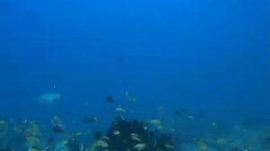 Дмитрий TV. Видео "Подводный мир Индийского океана". 4 Часть.