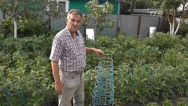 Ответ на загадку о безподвязочном выращивании томатов смотреть онлайн