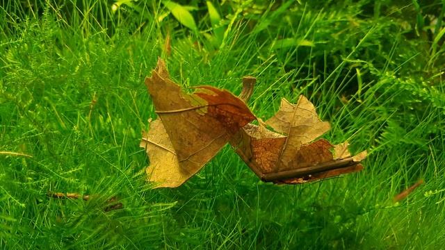 ЛИСТЬЯ МИНДАЛЯ В АКВАРИУМЕ. КЕТАПАНГ. КАТАППА смотреть онлайн