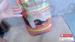 Чем кормить цыплят в первые дни жизни в домашних условиях 100шт ломан браун - zolotyeruki