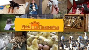 Трейлер: как заработать в деревне? Бизнес-идеи с нуля? "Мое Подворье"